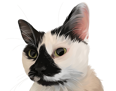 Illustration of a Cat | Pet Art