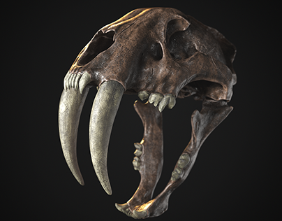 Saber Tooth - Skull