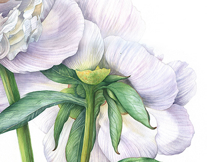 Watercolor peony. Botanical illustration.