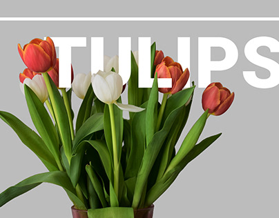 Text Interactions (Lilly and Tulips)