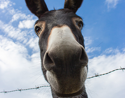 Funny donkeys in Spain