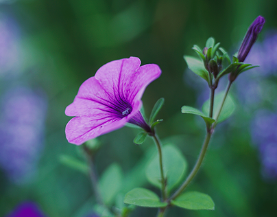 First Day Of Camera And Lighting. A Purple Flower :p