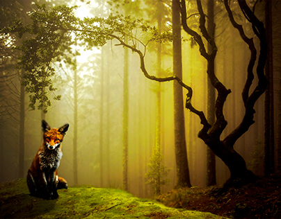 Fox at forest