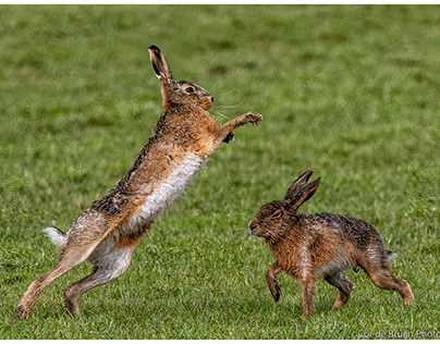 Mad March Hares !!