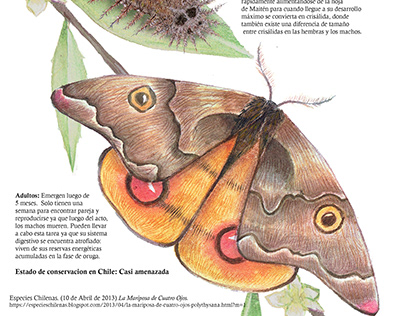 Mariposa de Cuatro ojos - Lámina ilustración animal