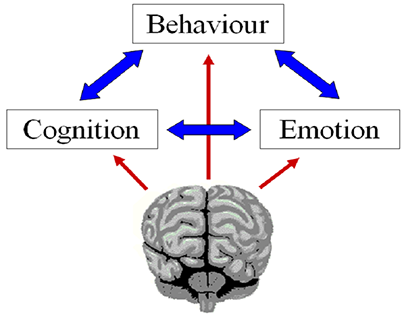Neuropsychology & Behavioral Health