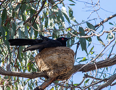 White-winged Chough on a mud nest