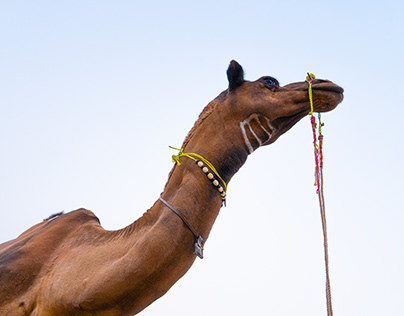 Pushkar "World's largest Camel Fair"