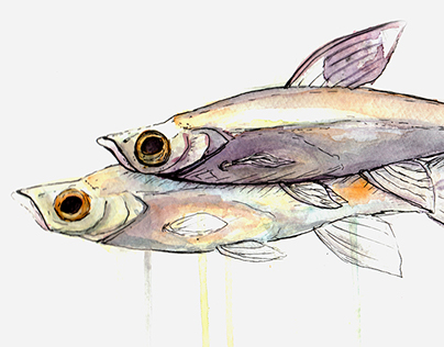 Fishy Illustrations