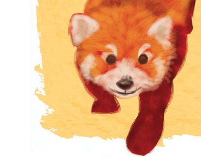 Red Panda Illustrations