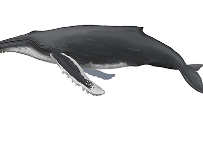 Cetáceos do Rio de Janeiro - scientific illustration