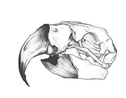 Hyacinth macaw bird Skull Drawing