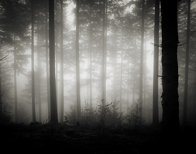 Fog in the forests of the Hunsrück