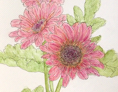 flower sketch pink Gerbera