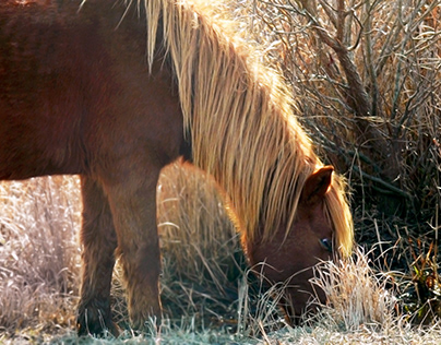 Wild Horse of Assateague Island