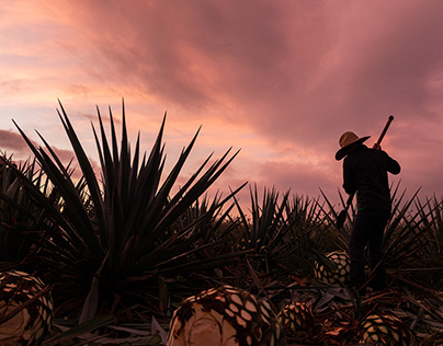 6:00am in the agave fields