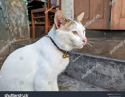 Javanese - Cat Breeds