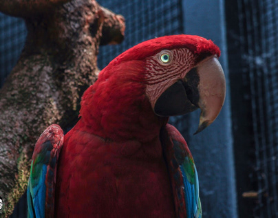 Maxie parrot