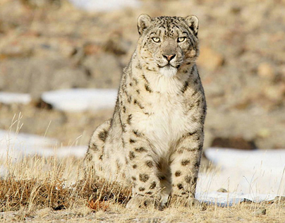 Wild cats: Snow leopard close-up