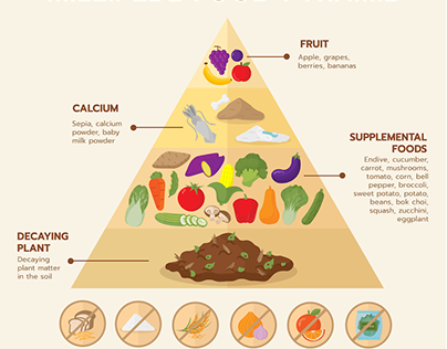 Infographic: Millipede Food Pyramid