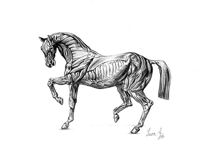 Musculatura de caballo en grafito