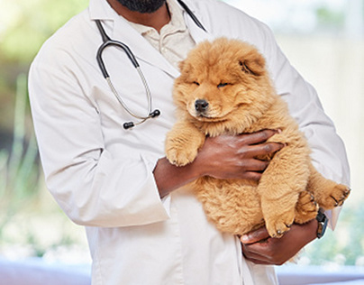 Common Health Concerns Impacting Dogs