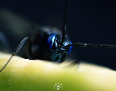 Blue-eyed ensign wasp