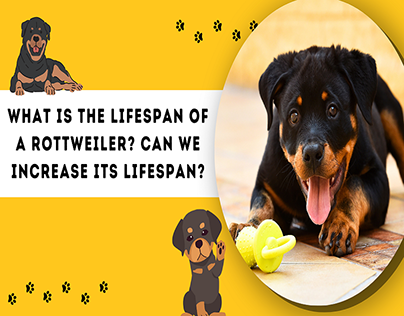What is the Lifespan of a Rottweiler?