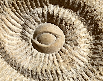 Fossil I