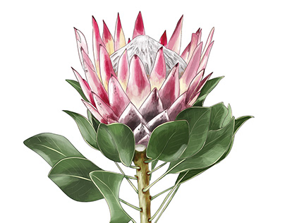 Australian Floral and Foliage Digital Illustration