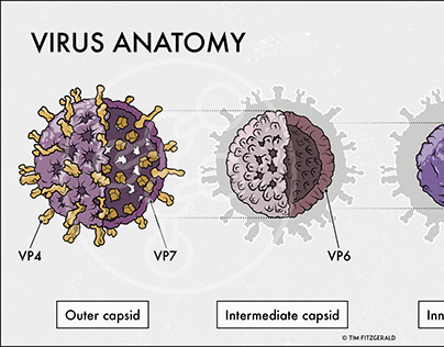 Rotavirus Anatomy
