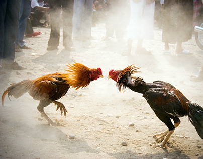 Cockfighting Remain Can Be Fun for Everyone