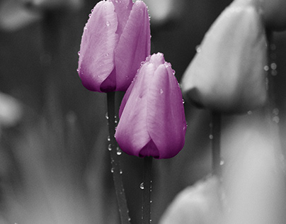 Raindrops and Tulips