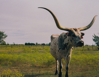 35mm Texas Longhorns, Celina TX