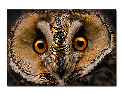 Long-eared owl (lat. Asio otus)