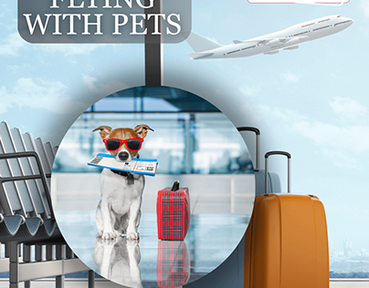 How to travel with pets in flight