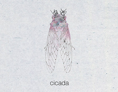 －Cicada
