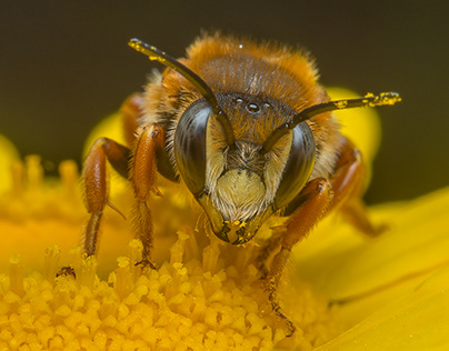 Wild bee