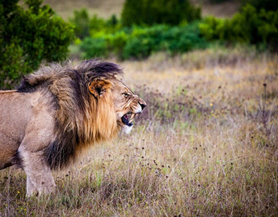 Brown Lion on Grass field