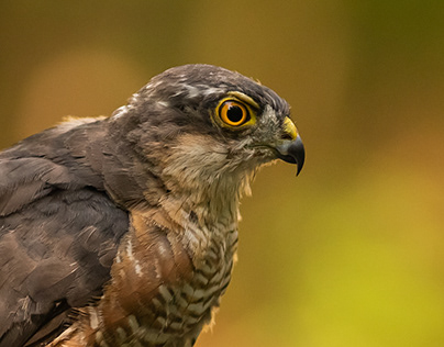Sparrowhawk portrait