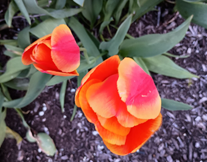Two Orange Tulips, Small and Large