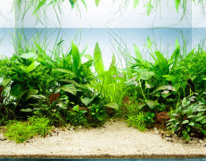 Best Aquarium Plants To Reduce Ammonia