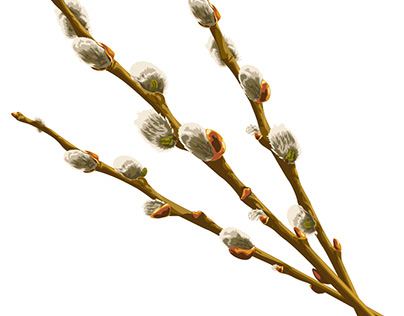 Willow branches with buds