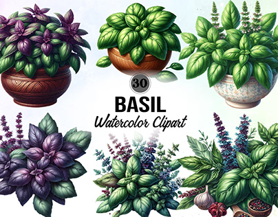 basil Watercolor Clipart