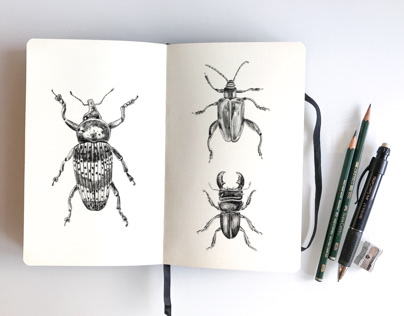 Pencil beetles