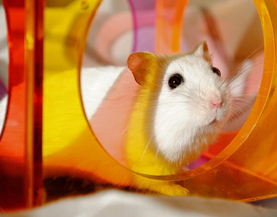 Determine Whether or Not a Hamster Is the Right Pet