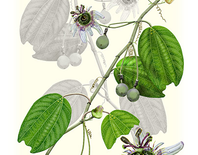Passiflora alnifolia