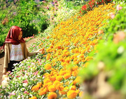 Kutabawa Flower Garden Purbalingga Center Java