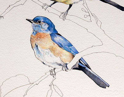 Ornithological Illustration