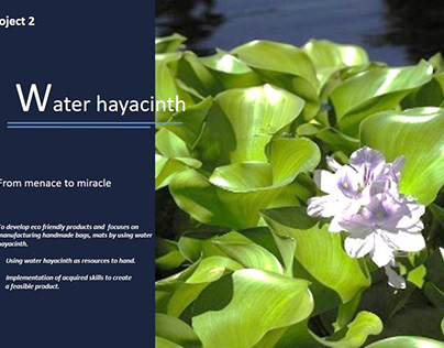 Water Hyacinth Products